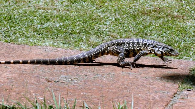 tras el lagarto que aparecio en un inodoro, encontraron dos en una casa de la plata