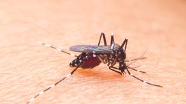 ¿los mosquitos que invadieron la plata son transmisores del dengue? ¿los mosquitos que invadieron la plata son transmisores del dengue?