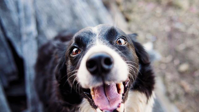 la vacunacion antirrabica gratuita para mascotas suma mas barrios en la plata
