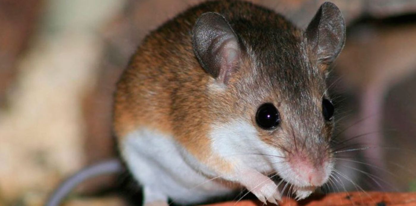 1547990352106.jpg?oh=675&y=3&scaleY=1&height=590&rotate=0&scaleX=1&ow=1200&x=14&width=1181&&cw=1920&ch=950