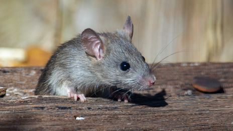 Hantavirus rata