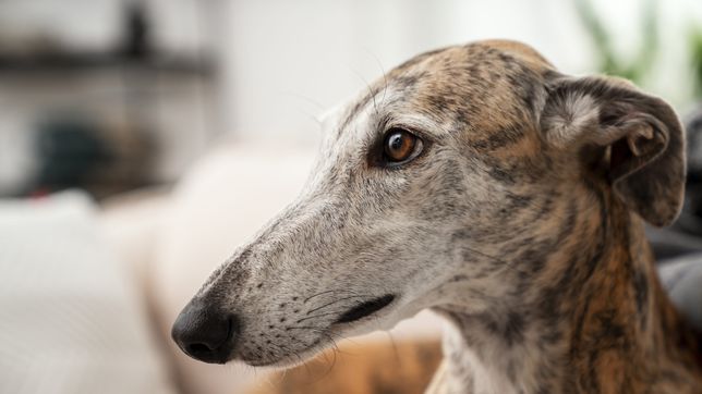 la justicia de la plata sobreseyo a un hombre acusado de maltrato animal por llevar galgos en el baul