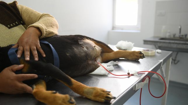 El inédito procedimiento realizado en La Plata que marca un avance en la cardiología veterinaria