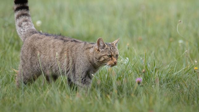 atropellaron y mataron a un gato montes cerca del camino rivadavia que conecta la plata con ensenada
