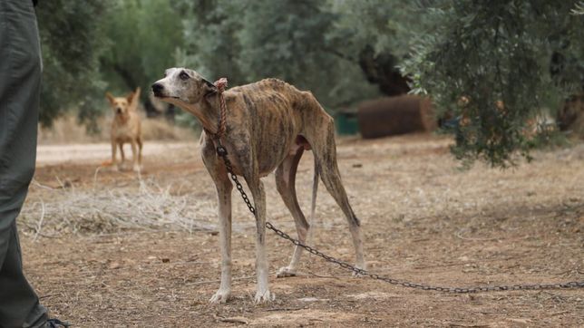 rescataron en la plata a ocho galgos desnutridos y golpeados y detuvieron a una pareja