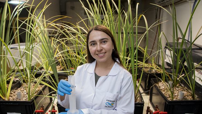 humedales construidos, la alternativa ecologica desarrollada en la unlp para tratar las aguas residuales
