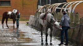 el hipodromo de la plata esta en alerta por el virus que afecta a los caballos el hipodromo de la plata esta en alerta por el virus que afecta a los caballos