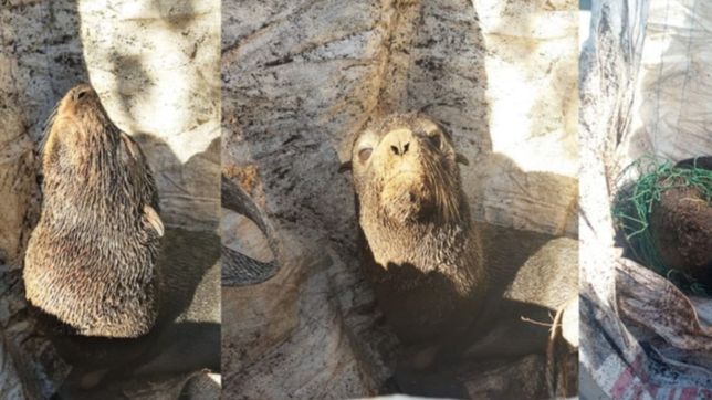 rescataron a un lobo marino que estaba atrapado en una red en punta lara