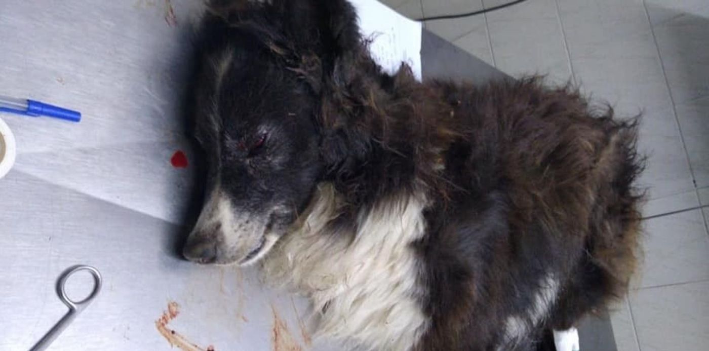 1572622459019.jpg?width=959&height=479&rotate=0&scaleX=1&scaleY=1&ow=960&x=1&y=16&oh=540&&cw=1920&ch=950