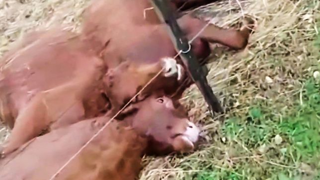 video: cayo un rayo, mato a 13 terneros y quedo todo filmado