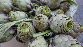 la ola de frio afecto al cordon frutihorticola platense y los productores de alcaucil perdieron la cosecha la ola de frio afecto al cordon frutihorticola platense y los productores de alcaucil perdieron la cosecha