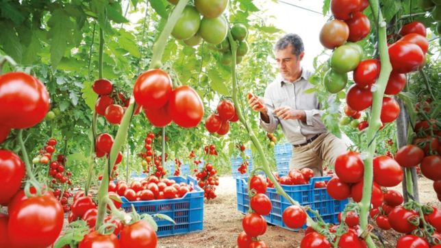 la nueva edicion de la fiesta del tomate platense ya tiene lugar y fecha