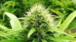 llega a la plata el tercer congreso argentino de cannabis y salud