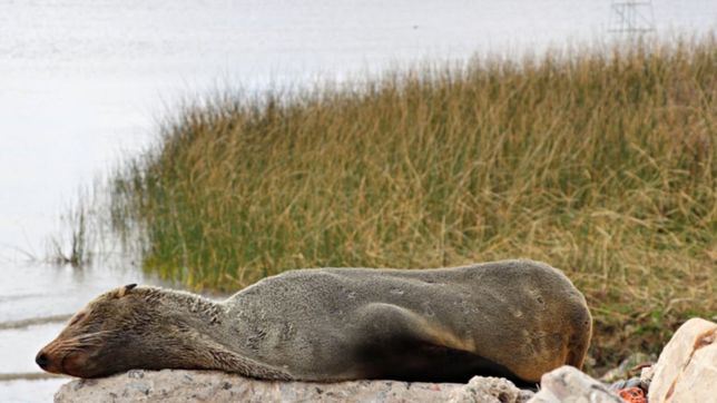 el lobito encontrado en ensenada ira a mundo marino porque tiene bajo peso