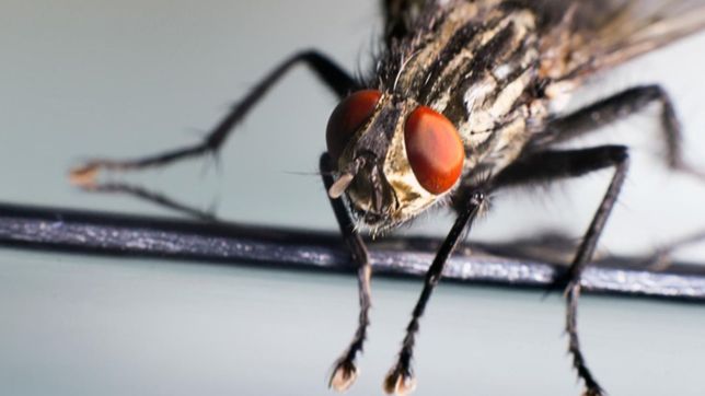 las moscas invaden city bell y nadie sabe por que