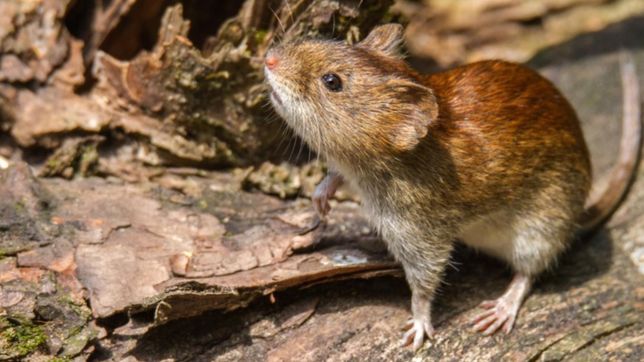 el berissense con hantavirus internado en el san martin sigue grave y con respirador