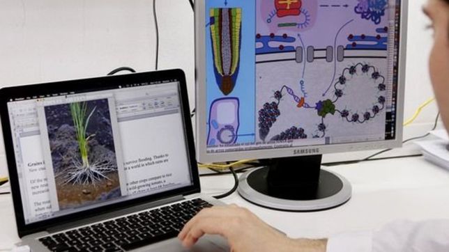 un investigador de la unlp estudia como crear cultivos resistentes a las inundaciones