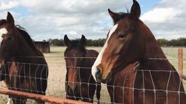 ya son 56 los casos de encefalomielitis equina en la provincia de buenos aires