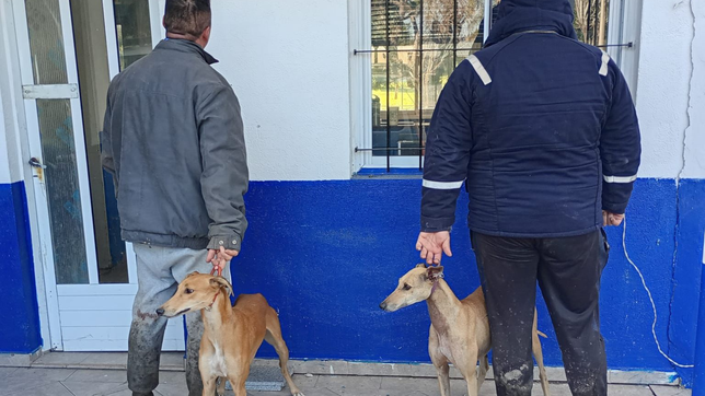 detuvieron a dos personas en berisso que estaban realizando caza furtiva con galgos