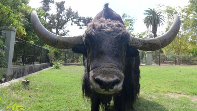chicho, el yak de la plata se va del zoo luego de 13 anos y sera enviado a un santuario