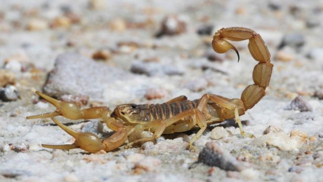 tras la aparicion de escorpiones que podrian ser mortales, explican como evitarlos