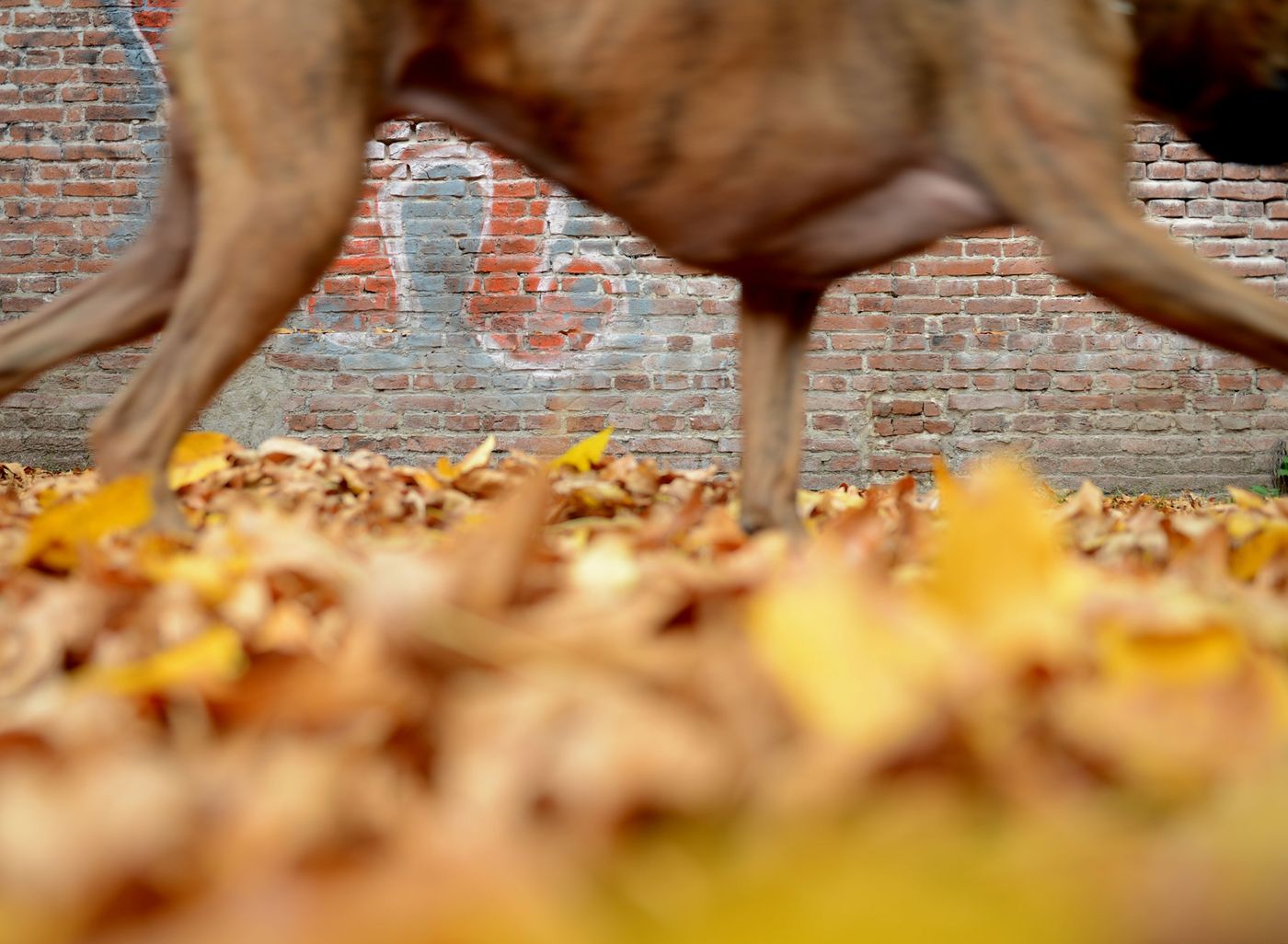 Otoño (6)