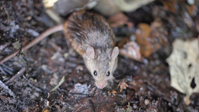 aumentan los casos de hantavirus en la plata y alertan sobre medidas de prevencion