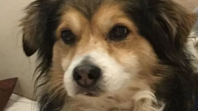 denuncian que una mujer dio en adopcion un perro por el que estaba cobrando para cuidar