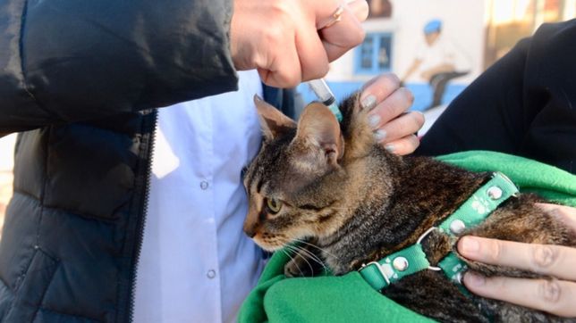 arranca una nueva jornada de vacunacion y adopcion de mascotas en el parque ecologico