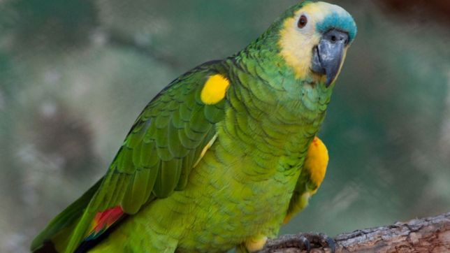 el secuestro del loro homero: el ecas explico por que no lo devuelve a la familia