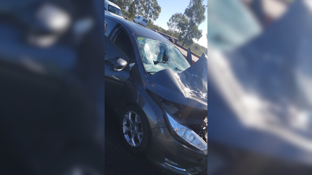 un auto choco a un caballo que cruzo la autopista y la conductora se salvo de milagro