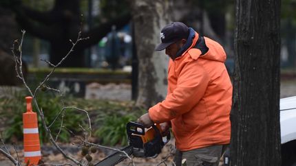 Todas las fotos del plan de poda y trasplante de árboles en diagonal 74
