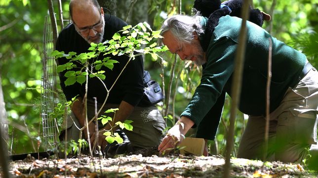 los restos de tomy ya descansan en el bioparque bajo un lapacho rojo que crecera en su honor