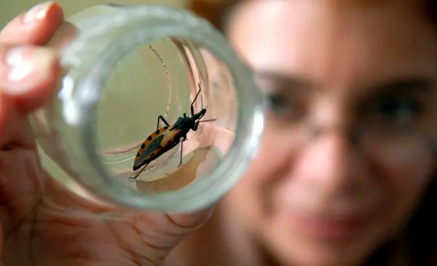 El mal de Chagas afecta a más de 7 millones de personas en el mundo