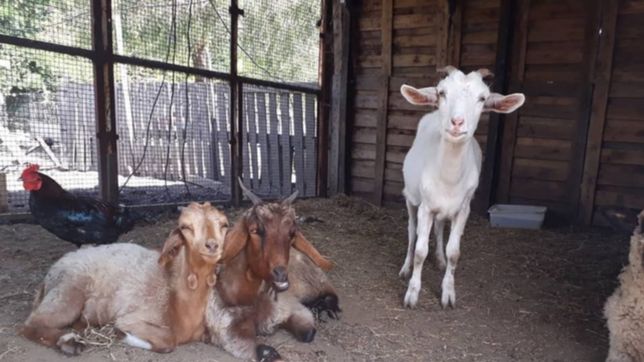 realizaran un festival a beneficio para que el refugio lxs salvajes pueda ser santuario