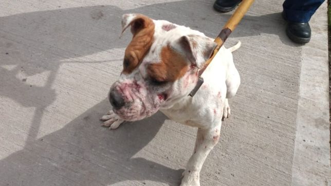 feroz ataque de tres pitbull en la region: dejaron a una caniche toy al borde de la muerte