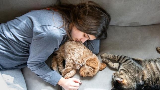 aseguran que los animales pueden contraer covid pero no lo transmiten a los humanos