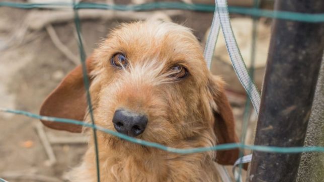rescatistas de la plata marcharan al obelisco para exigir penas mas duras contra el maltrato animal