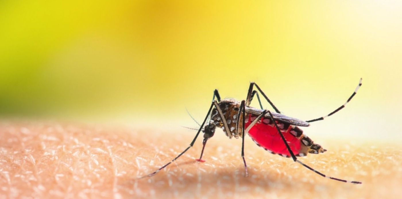 Mosquito dengue