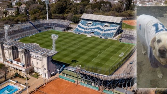 final feliz para el perro viajero: aparecio en la cancha de gimnasia y ya esta en su casa
