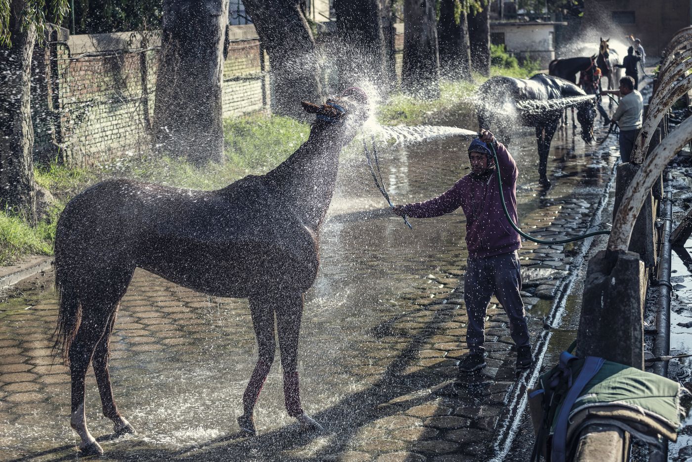 Libro del Hipódromo de La Plata (18).jpg