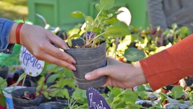 ecocanje en la plata: dan un plantin, semillas y una bolsa reutilizable a cambio de residuos secos