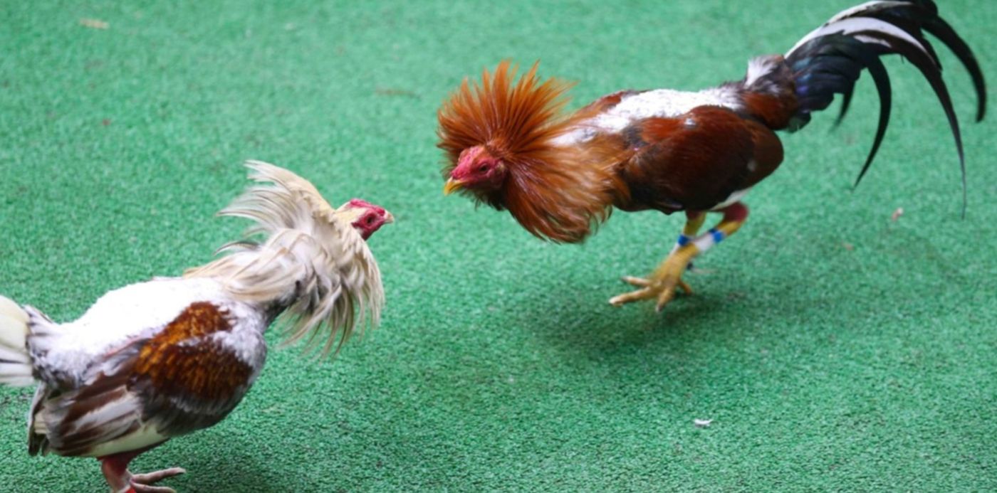 1603288735656.jpg?x=10&y=170&width=1484&height=742&rotate=0&scaleX=1&scaleY=1&ow=1500&oh=1053&&cw=1920&ch=950