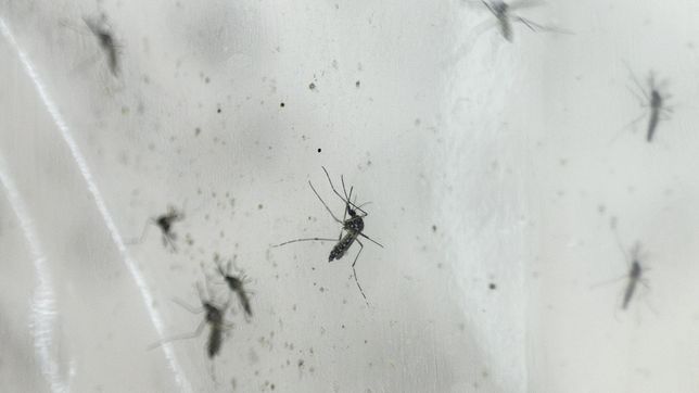 provincia confirmo que se registraron tres casos autoctonos de dengue