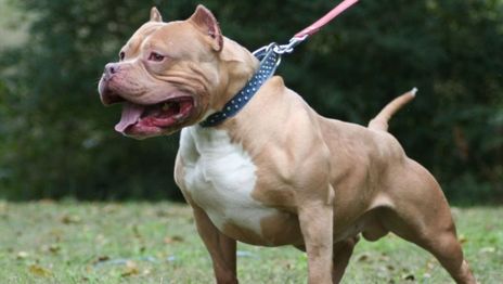 Un pitbull atacó a cinco vecinos y la policía lo mató para frenarlo