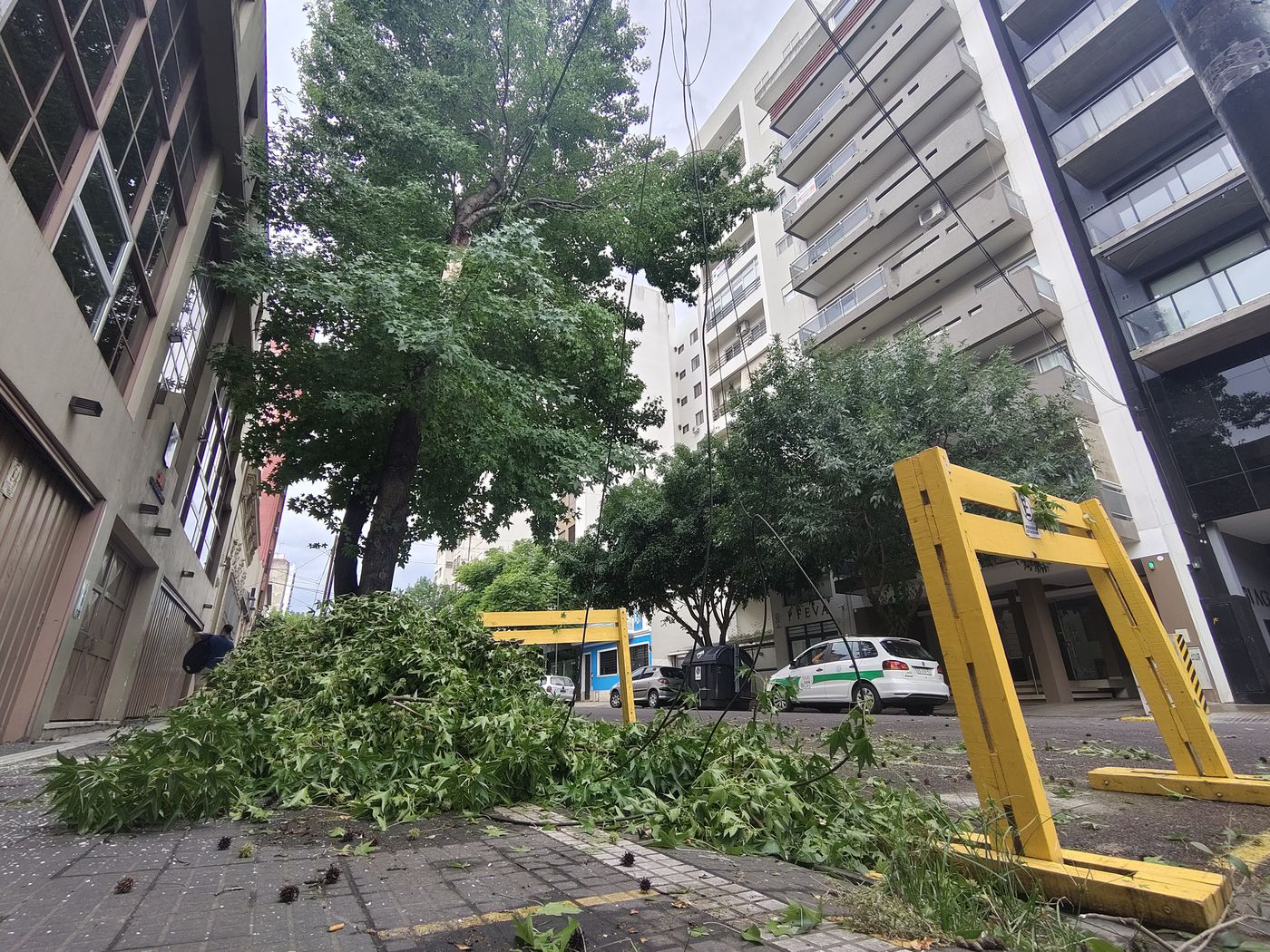 Árboles caídos (8)