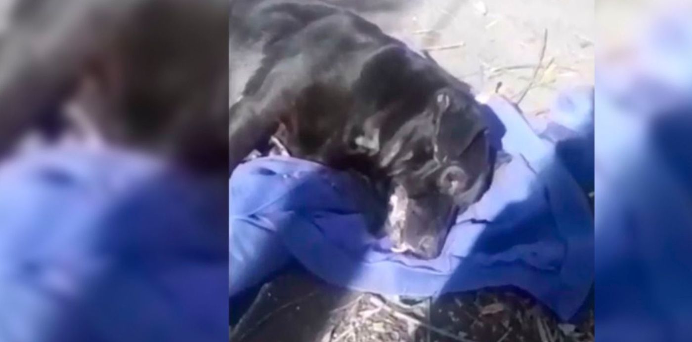 1589409400467.jpg?height=732&ow=1500&x=18&y=6&scaleX=1&scaleY=1&oh=742&width=1464&rotate=0&&cw=1920&ch=950