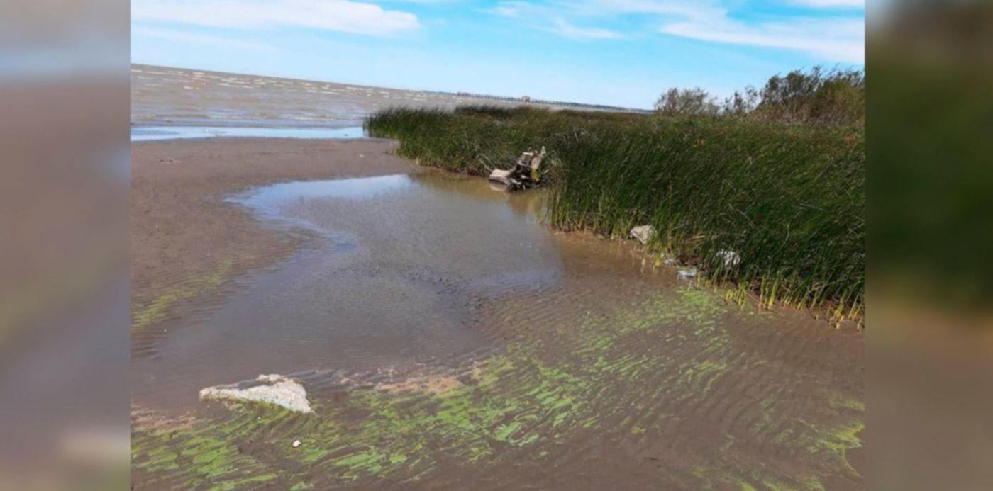 Alarma en la región: llegaron las cianobacterias y así están las playas de  Punta Lara