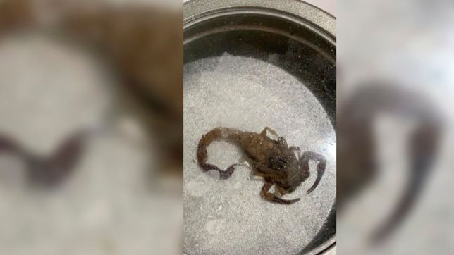 encontro un alacran en pleno centro de la plata y expertos le dijeron que es venenoso