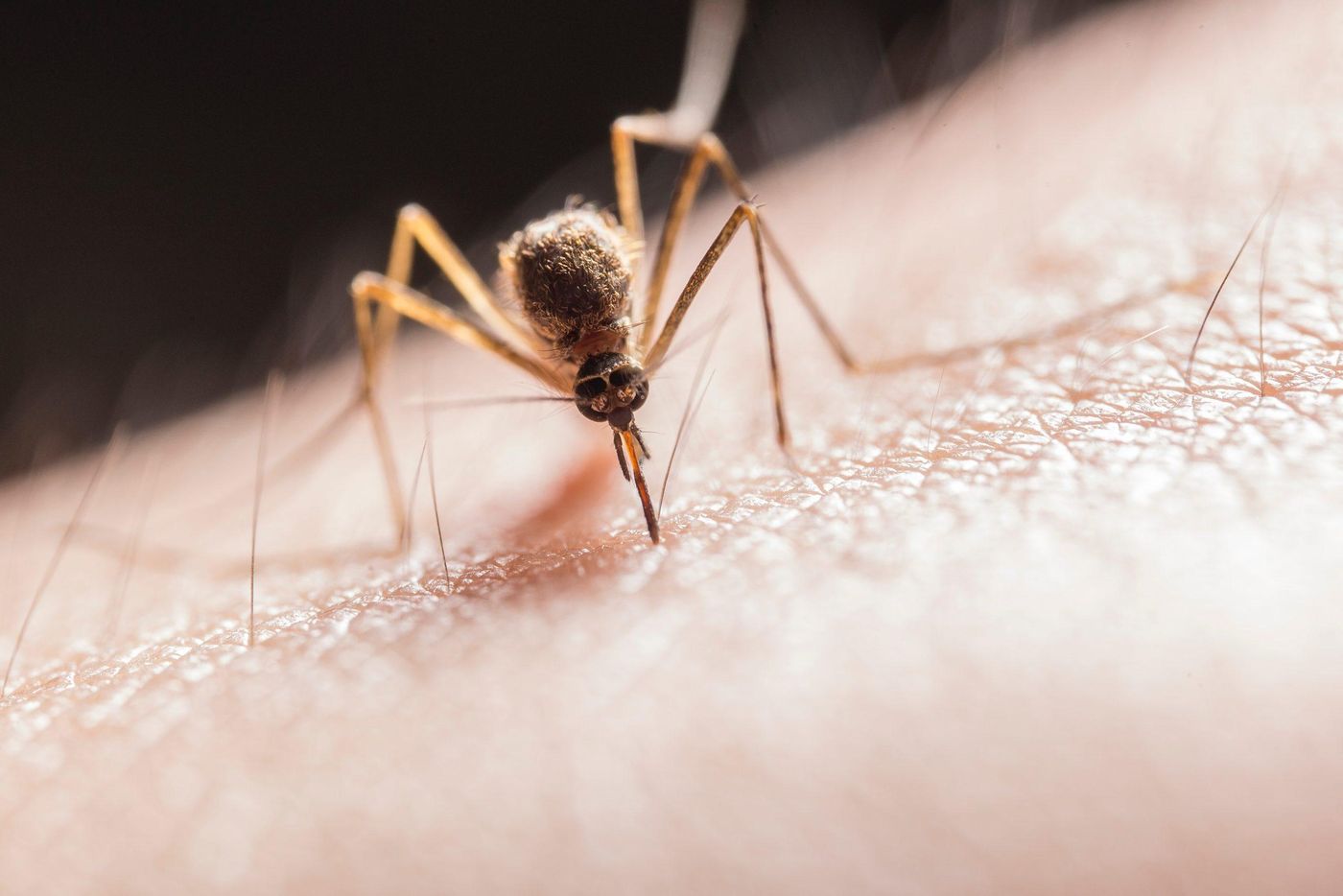 Dengue mosquito.jpg
